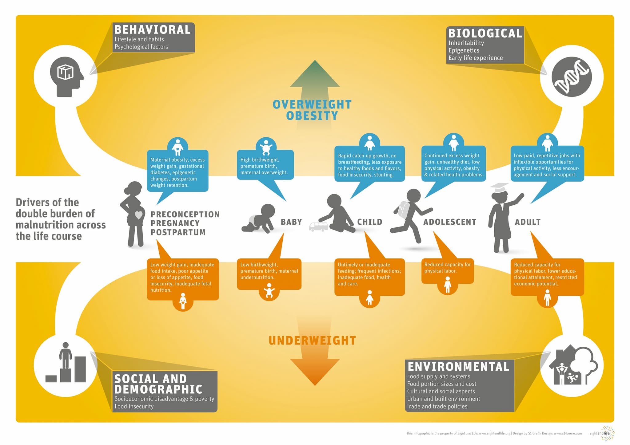 Drivers of the double burden of malnutrition across the life course